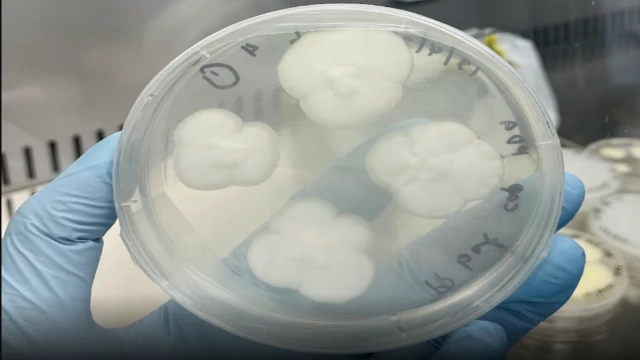 Hongo degradador de plástico ofrece esperanza frente a la contaminación global